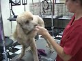 Pet Grooming School Finishing Touches from wagmytail.com