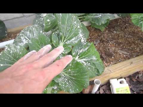 pest control - I share my first rule of successful gardening and the only pest control products I use in my garden and why I chose them. RESOURCES: - Food Grade Diatomaceou...