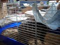 Kara dans la cage des octodons