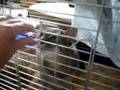 Kara dans la cage des octodons