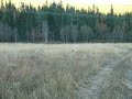 elgjakt