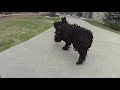 The Adventures of Rasta Bowwow - Episode 1316 - 02 24 2017