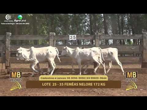 515� LEIL�O VIRTUAL MB LEIL�ES