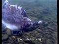 Štika - ruské video s podvodními záběry