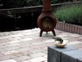 Kleine Koolmeesjes worden groot Kleine Koolmeesjes worden groot