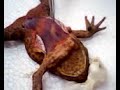 disecting frogs... by BSN 1-5 disecting frogs... by BSN 1-5