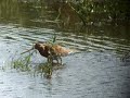 Rödspov (Limosa limosa) vid Säby strandäng