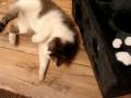 videos de Tysia i nowa zabwka