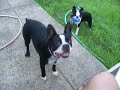 Boston Terriers Digger and Daisy