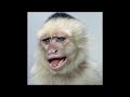 Monkey Portraits