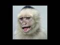 Monkey Portraits