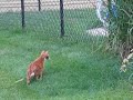 Sam the Jungle Cat v, Squirrel - The Chase