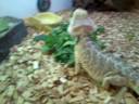 Beardie eating veg Beardie eating veg