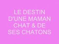 destin maman chat   ses chatons