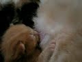 destin maman chat   ses chatons