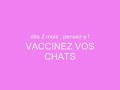 destin maman chat   ses chatons