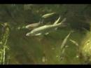 fish 2