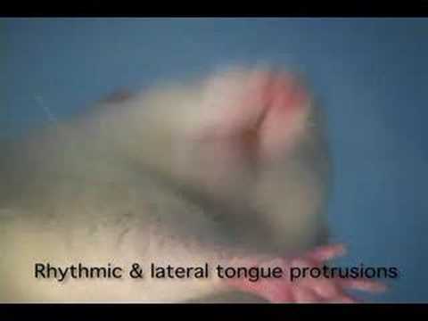 Nice and Nasty Tastes: Babies and Rats