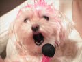 \"Ham for the Holidays\" Song by CCG Pop Superhero & Lil Super Dog! BOSTON MALTESE & YORKIE