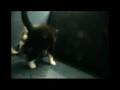 videos de Puk en Pluis 6 sept 2008
