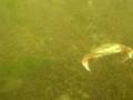 Snorkeling at New dorp beach Staten Island