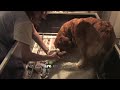 Puppy Arie x Saffier 2008 | Grimm Brothers\