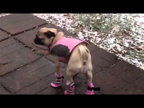 20 Minuten   Hunde in Schuhen   Viral