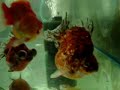 Goldfish Ryukin Dragoneye Calico Goldfish Ryukin Dragoneye Calico
