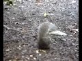 SIlly Squirrel