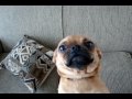 Maggie The Puggle