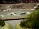 Zoo Denmark - Elephants cooling off in the pool of their new enclosure at Copenhagen zoo, Denmark. They were moved from the smaller enclosure in March 2008 and their new h...