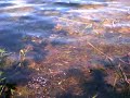 I don't know what a group of water beetles are called so I'm going with cavalcade.