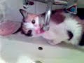 sucu-kedi.html