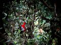 Sword Billed Expeditions bird watching tours