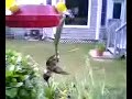 Praying Mantis Vs Hummingbird Praying Mantis Vs Hummingbird