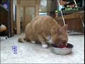 まぐろ　ねこ　うまいな