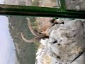 Cabra montesa