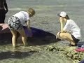 High Powered Sonar and Marine Mammals PSA
