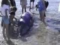 High Powered Sonar and Marine Mammals PSA