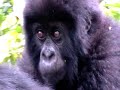Mountain Gorillas in Volcanoes National Park, Rwanda 19 june 2009