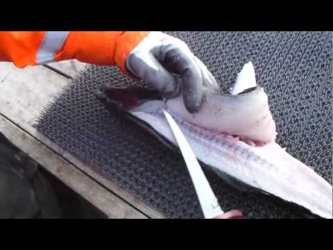 Fisch filetieren (Seelachs, Pollack, ...)