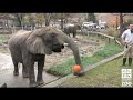 Elephants and Pumpkins for Thanksgiving 2007