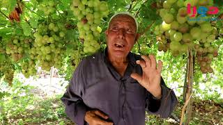 المزارع الحج رضوان عبدالفتاح ابوتركي ٧٥ عاما من حدب الفوار جنوب مدينة#الخليل يقطف العنب منذ ٦٠ عاما