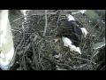 Texas Eagles on the Move - Texas Parks and Wildlife [Official]