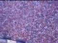 World record for Biggest Wave Ever !! Bristol Tenn. 130k +