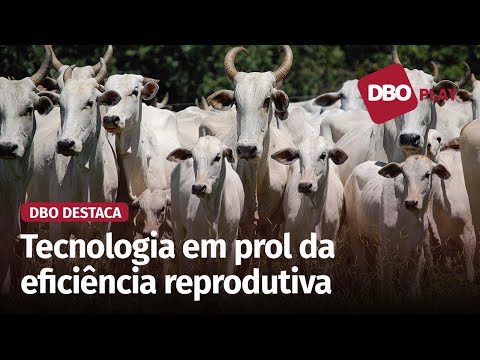 Mercado de inseminação artificial de bovinos no Brasil segue em crescimento