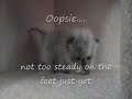 Cute Baby Kitten Cute Baby Kitten