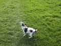 Terrier Rolling