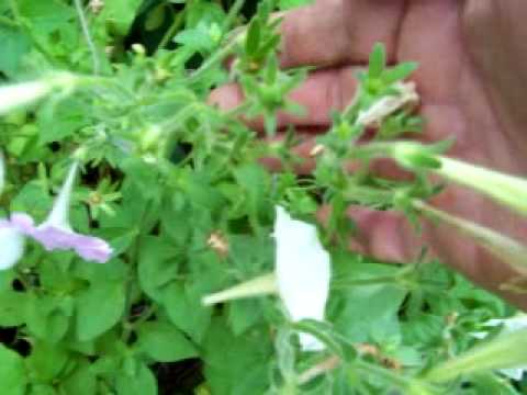 how to harvest petunia seeds