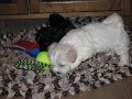 Lhasa Poo Puppies for Sale 12/8/08!
